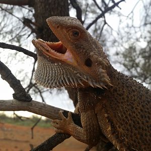 Inland Bearded Dragon