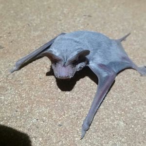 Inland Freetail Bat