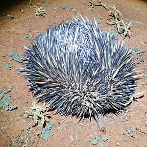 Echidna