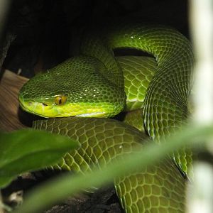 White-lipped Pit Viper (Trimeresurus albolabris) at Chester Zoo - February