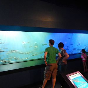 Aug. 2014 - Bizarre + Beautiful - Paddlefish Tank (Former Red Sea Exhibit)