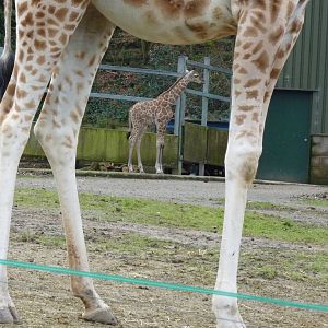 Rothschild's Giraffes, February 2015