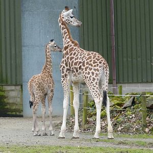 Rothschild's Giraffes, February 2015