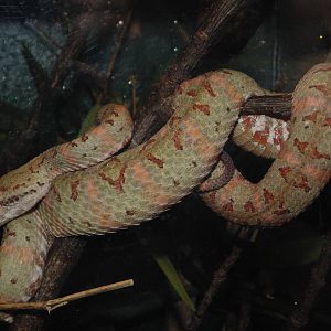 Eyelash Viper