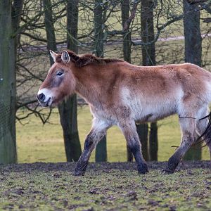Przewalski's horse : Whipsnade : 25 Jan 2015