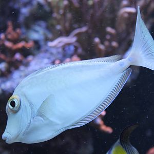 Blue-spined unicorn fish