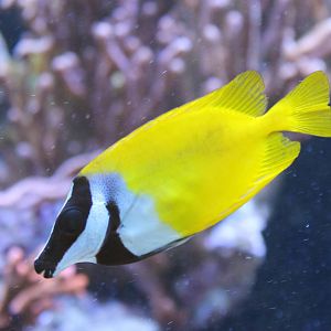 Fox-faced rabbitfish