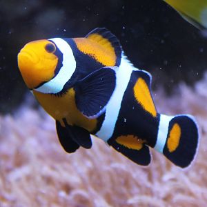 Clown fish mutation