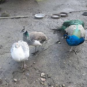 Peafowl family, 14th February 2015