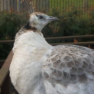 Peahen portrait, 14th February 2015