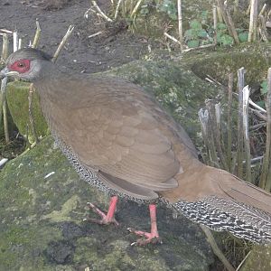 Silver Pheasant, 14th February 2015