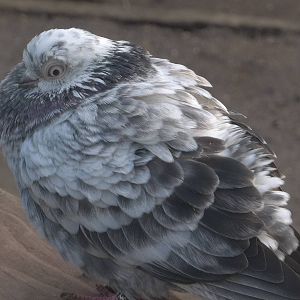 Does anyone know the variety please? 14th February 2015