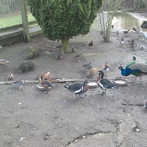 Feeding time in the walk-through aviary, 14th February 2015