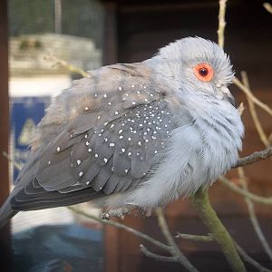 Diamond Dove, 14th February 2015