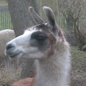 Brenda, 15th February 2015