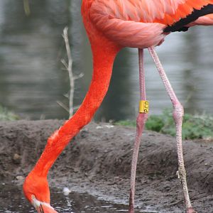 Caribbean Flamingo, 18th February 2015