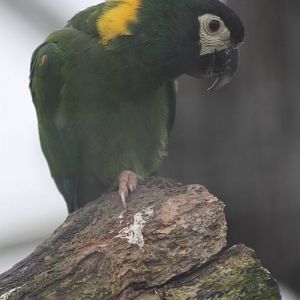 Yellow-collared Macaw, 18th February 2015