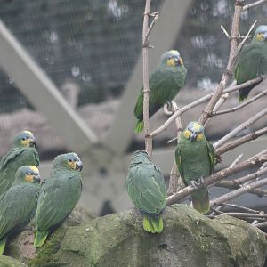Orange-winged Amazons, 18th February 2015