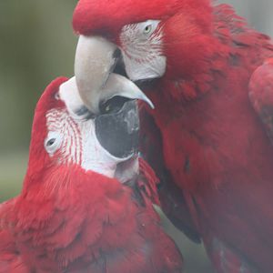 Green-winged Macaws, 18th February 2015