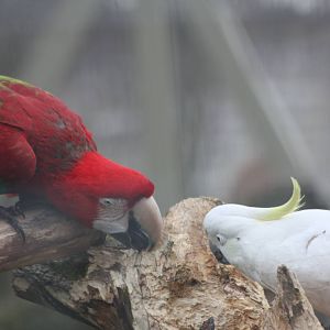 Chewing, 18th February 2015