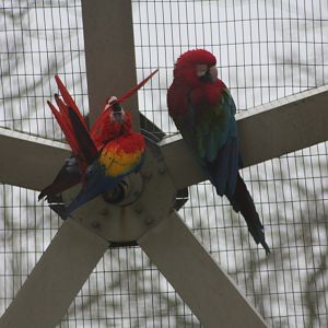 Scarlet Macaw and Green-winged Macaw, 18th February 2015