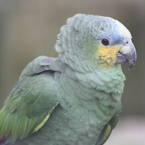 Orange-winged Amazon, 18th February 2015