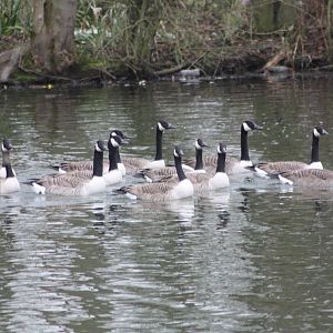 Visitors on the lake, 18th February 2015