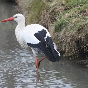 European White Stork, 18th February 2015