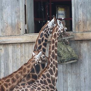 First to the food, 18th February 2015