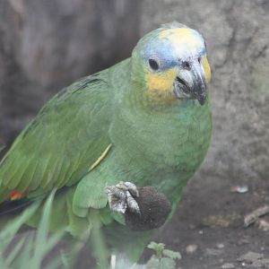 Orange-winged Amazon, 18th February 2015