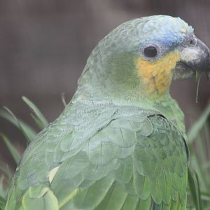 Orange-winged Amazon, 18th February 2015