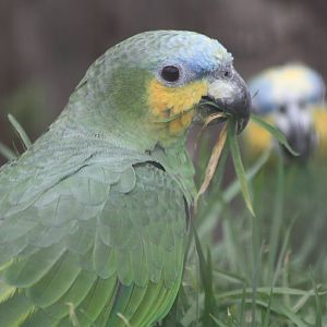 Orange-winged Amazon, 18th February 2015