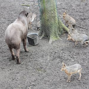 South American gathering, 18th February 2015