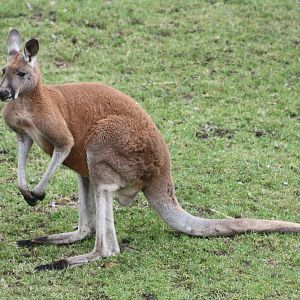 Red Kangaroo, 18th February 2015