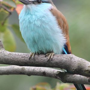 Racket-tailed roller