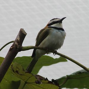 White-throated bee-eater