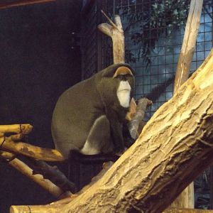DeBrazza Monkey