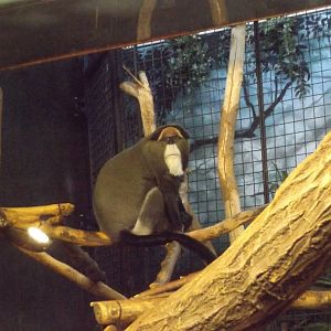 DeBrazza Monkey