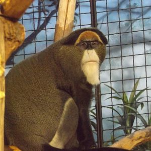 DeBrazza Monkey
