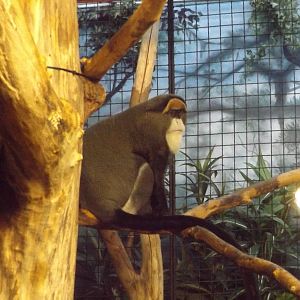 DeBrazza Monkey