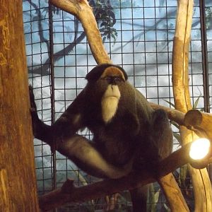 DeBrazza Monkey