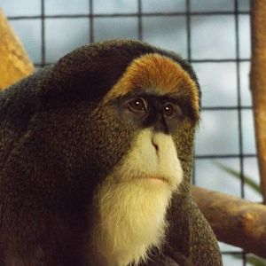 DeBrazza Monkey