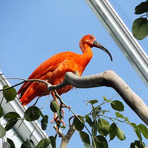 Herb and Nada Mahler Family Aviary - Scarlet Ibis