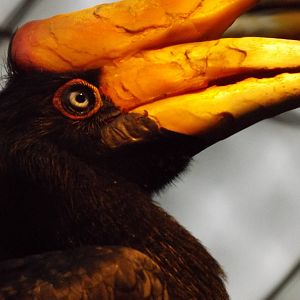 Herb and Nada Mahler Family Aviary - Rhinoceros Hornbill