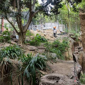 Tiger exhibit construction
