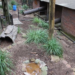 Blackbutt Reserve-Wombat enclosure