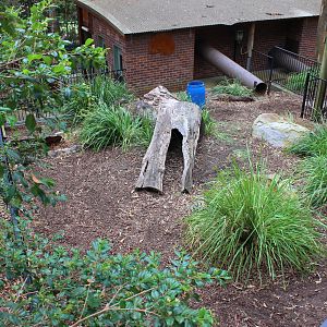 Blackbutt Reserve-Wombat exhibit