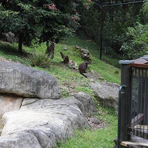 Blackbutt Reserve-Brush-tailed Rock-Wallaby Enclosure