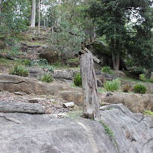 Blackbutt Reserve-Brush-tailed Rock-Wallaby Enclosure