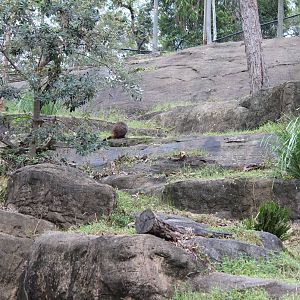 Blackbutt Reserve-Brush-tailed Rock-Wallaby Enclosure